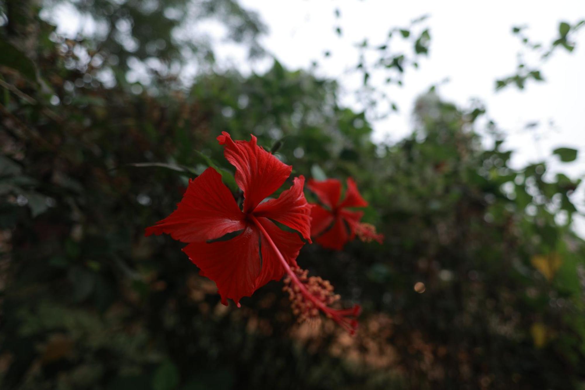 Tatvaura Resort Wayanad Padinjarathara Exterior foto